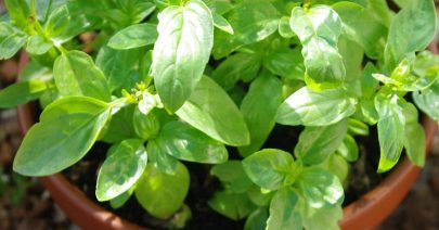 Des conseils pour cultiver son basilic bio en pot