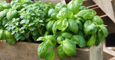 cultiver son basilic bio en pot