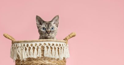 amenagement-logement-chat-cachette amenagement-logement-chat-cachette