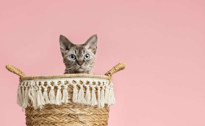 amenagement logement chat cachette