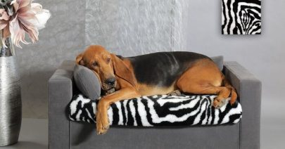 canape-chien-choisir-modele-miniature canape-chien-choisir-modele-miniature