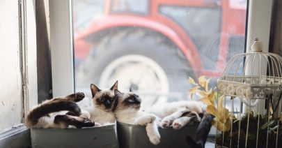 niche-chat-choisir-taille