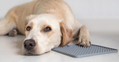 tapis-lechage-chien-comment-choisir tapis-lechage-chien-comment-choisir