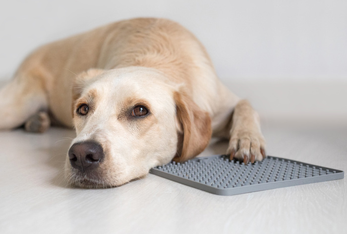 tapis lechage chien comment choisir