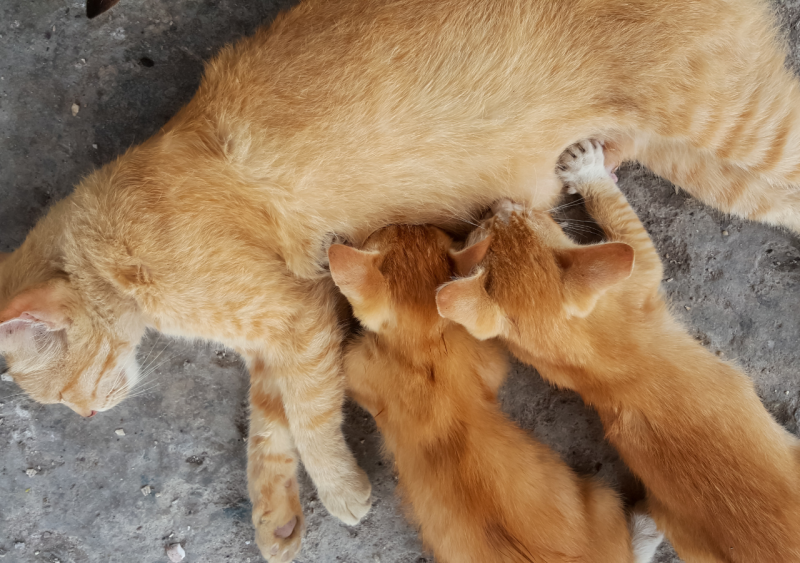 âge sevrage chaton