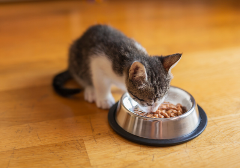 alimentation croquettes chaton