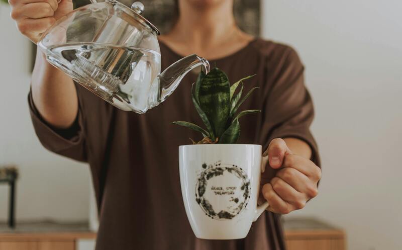 arrosage plante intérieure