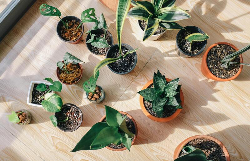 plantes intérieures