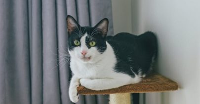 Chat-2-2