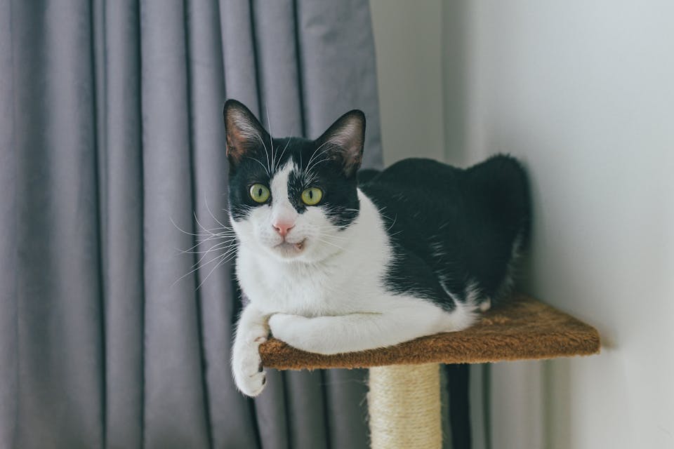 Chat 2