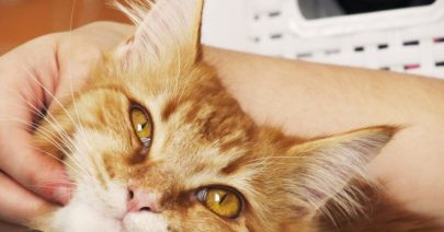 accessoires-pour-chats-2 accessoires-pour-chats-2