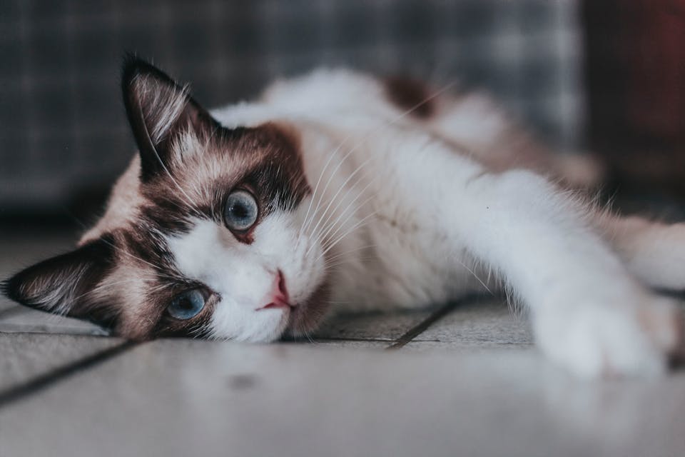 accessoires pour chats 3