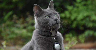 Avec-un-collier-GPS Avec-un-collier-GPS