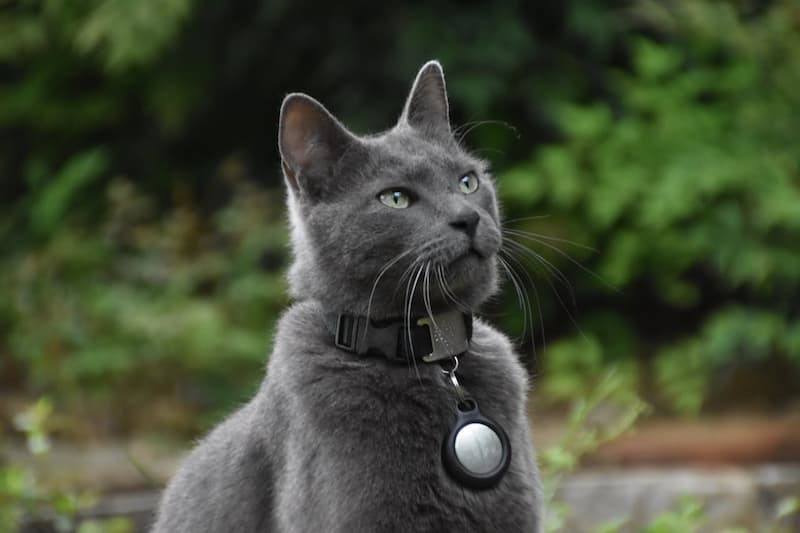Avec un collier GPS