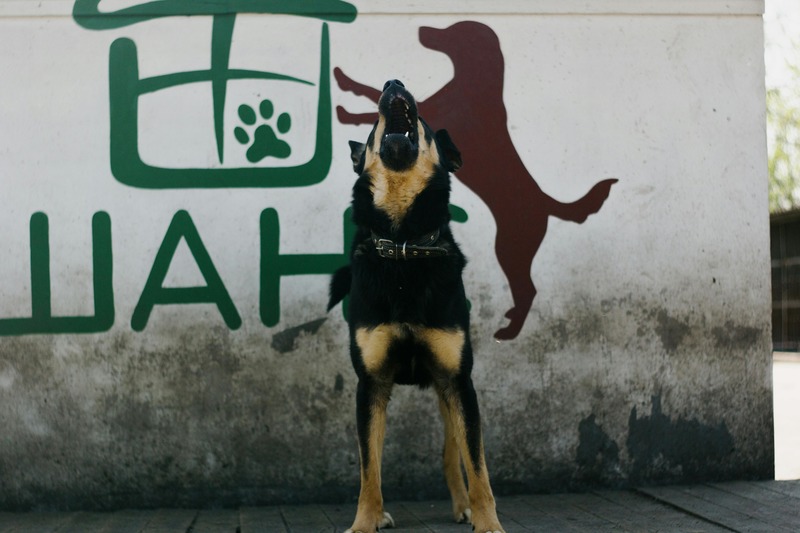 aboiement chien