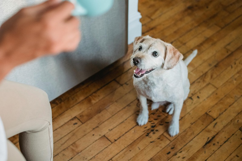 un chien obéissant