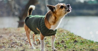 un-chien-qui-aboie un-chien-qui-aboie