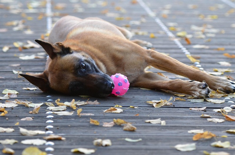 un malinois avec son jouet